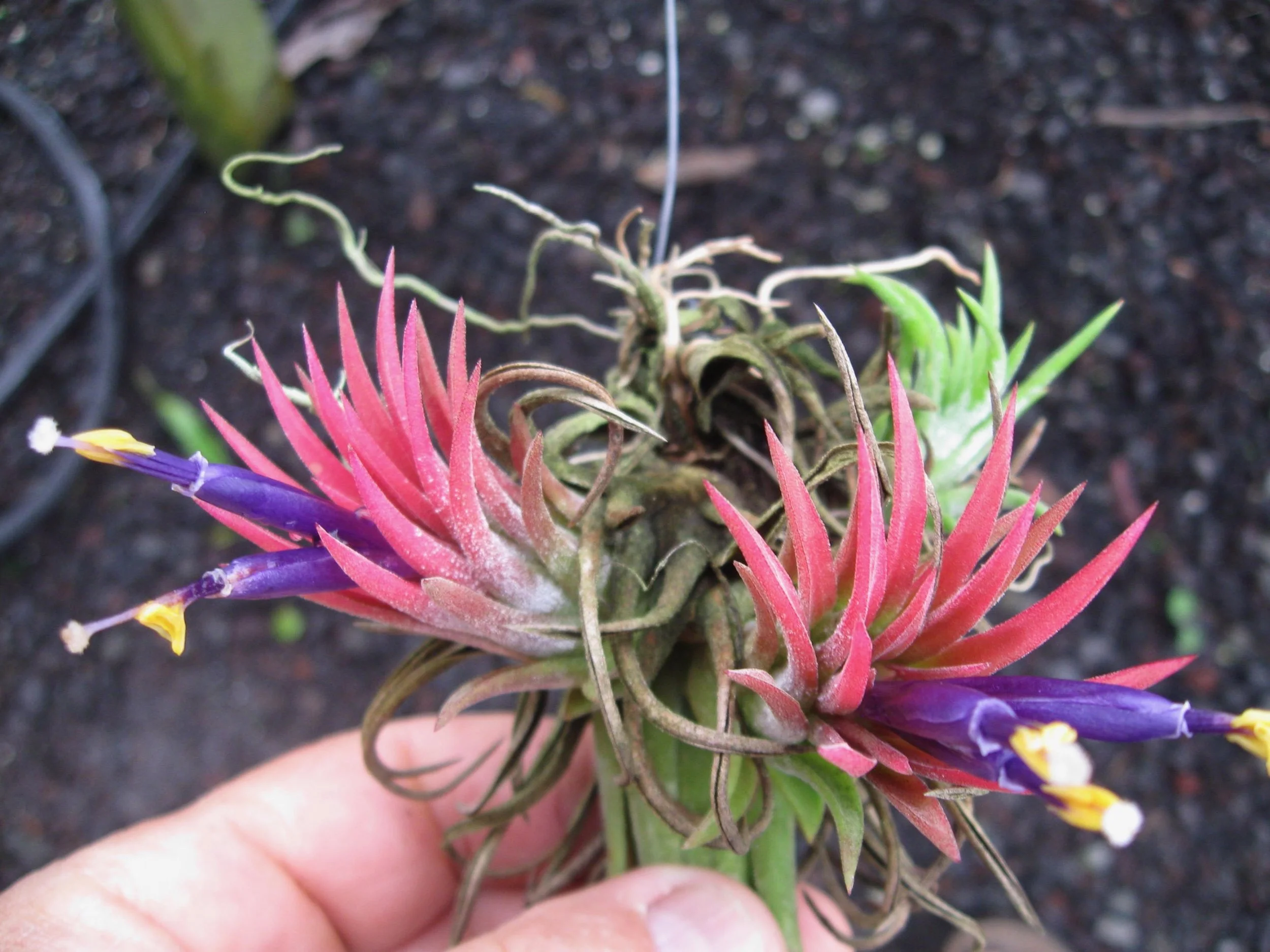 Tillandsia ionantha — Vintage Green Farms with Tom Piergrossi Tillandsia ionantha — Vintage Green Farms with Tom Piergrossi